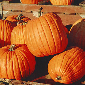 5 Great Ways to Enjoy Pumpkin this Season